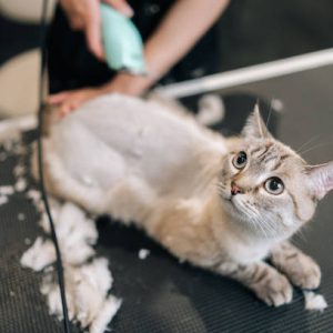 Belly Shave FULL OR HALF same fee