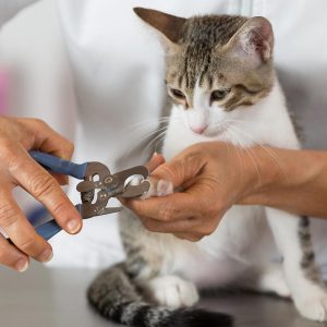 Creative- Coat Carving