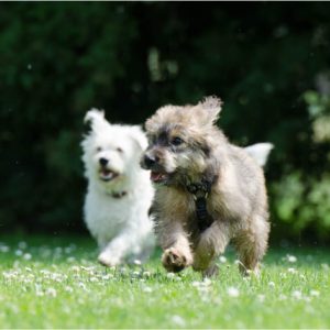 Extra Brushing (per 15 minutes)