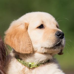 VIP: Bath/Brush 20-40lbs Wire Coat