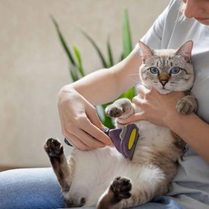 Scissor Trim (Belly Only)