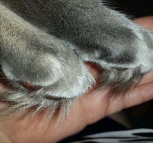Toe Tuft Trim
