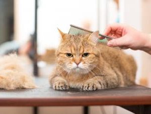 Luxury spa bath 2-15lbs (short)