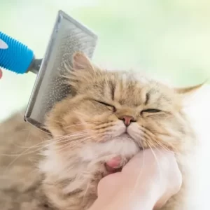 Handling Fee: Severe (1 Groomer)