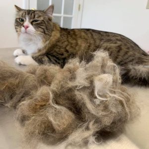 De-Shed $15 per 15 min.