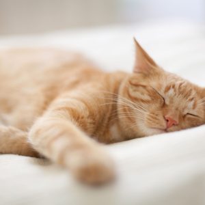 Handling Fee- Moderate- 1 Groomer