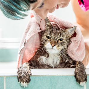 Kitten Cut w/Luxury Spa Bath