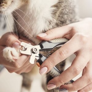 CAT- Nail Trim w/ Service