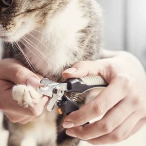 SMALL ANIMAL- De-Shed Brushing