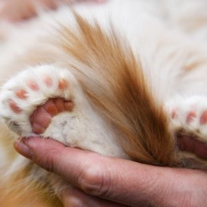 Nail Caps- Front & Back