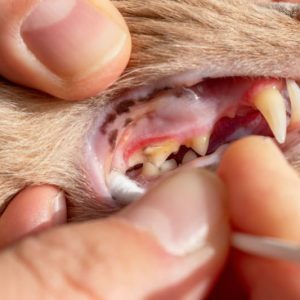 Sap/Gunk/Gum Removal