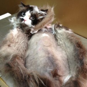 Cancellation Fee (Same-Day or no show)