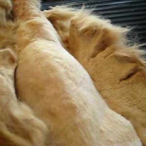 Pelt Removal (2nd Time)