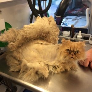 Pelt Removal (3rd/Final Time)