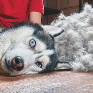 De-Shed brush fee ($15-for 15min)