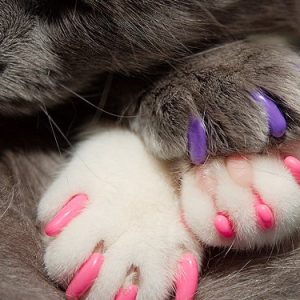 Soft Paws (Front Only)- w/ BATH