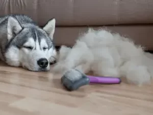 Handling Fee- Severe- 2 Groomer